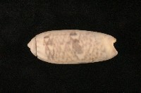 藏品(蠟燭榧螺)的圖片